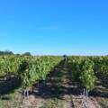 Prenez de la hauteur… Vue sur notre vignoble !