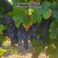 Vendanges 2026